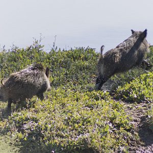Montería de jabalís en Trofeo caza y conservacion
