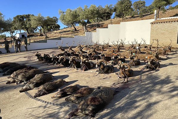 Plantel de ciervos, cabras y jabalís tras una jornada montera en Trofeo caza y conservacion