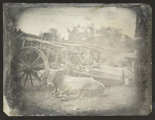 Primera fotografía vacas recostadas junto a un carro de Joseph Philibert Girault de Prangey en Trofeo caza y conservacion