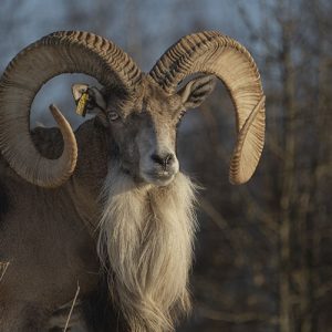 Urial, carnero de Persia en Trofeo caza y conservacion