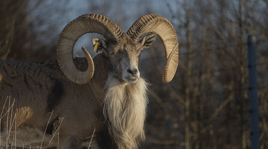 Urial, carnero de Persia en Trofeo caza y conservacion
