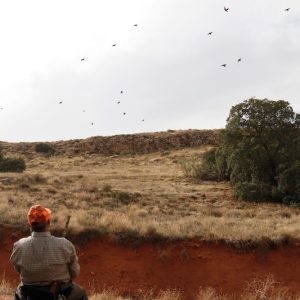 Ojeo de perdiz, técnica, seguridad y compañia