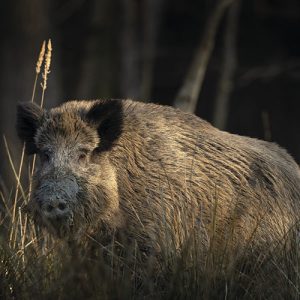 Jabali en esperas desde Trofeo caza y conservacion