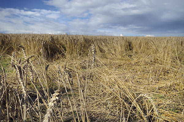 Campo de cereales en Trofeo caza y conservacion