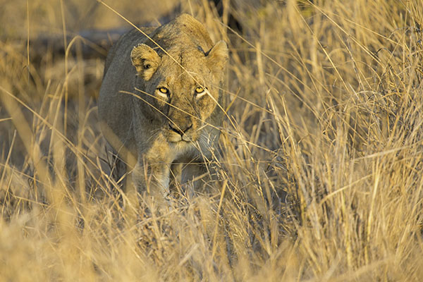 Leones asesinos en Trofeo caza y conservacion