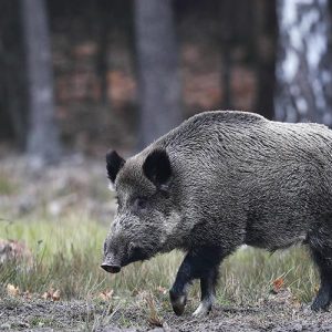 Caza de jabalí en vaqueo en Trofeo caza y conservacion