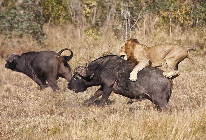 Leones cazando en Trofeo caza y conservacion