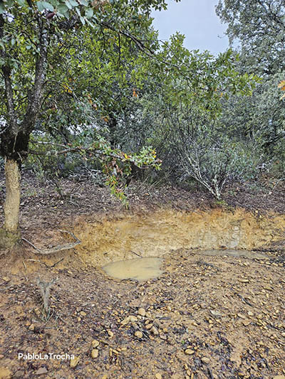 Charca para el baño de jabalíes en Trofeo caza y conservacion