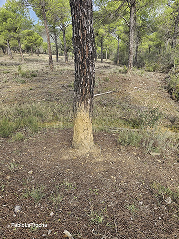 Rascadero de jabalíes en Trofeo caza y conservacion