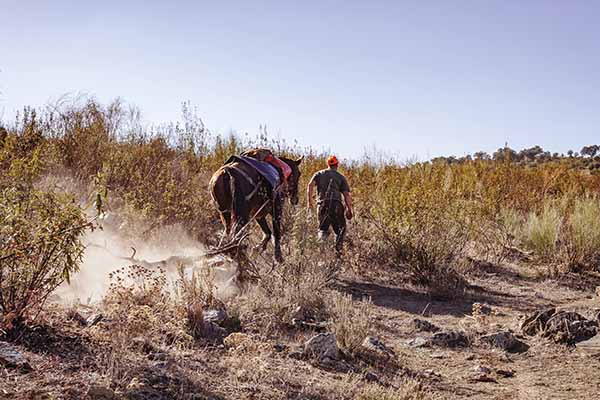 Arrieros en una montería en Trofeo caza y conservacion