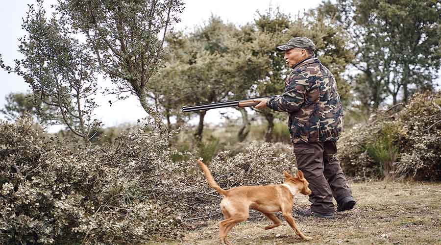 Caza de conejos en zarzas en Trofeo caza y conservacion
