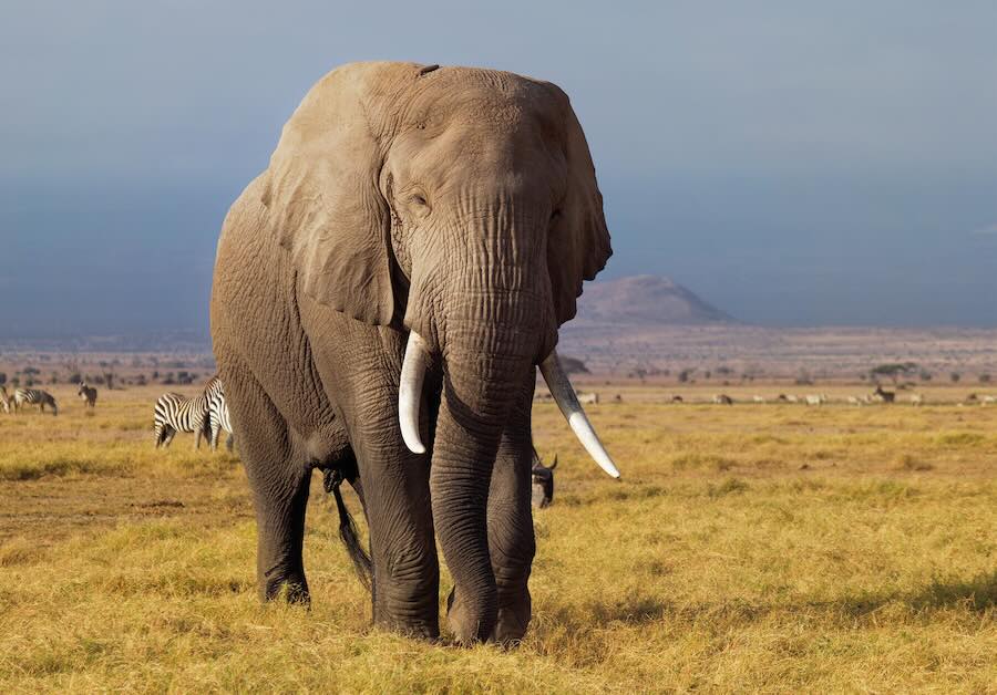 La caza regulada del elefante en África, como beneficio económico para las comunidades locales y la conservación de la fauna salvaje.