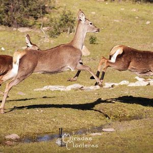 Ciervas corriendo en Trofeo caza y conservacion