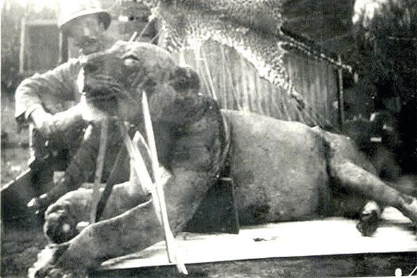 El primero de los devoradores del Tsavo, eliminado por Patterson, el 9 de diciembre de 1898. en Trofeo caza y conservacion