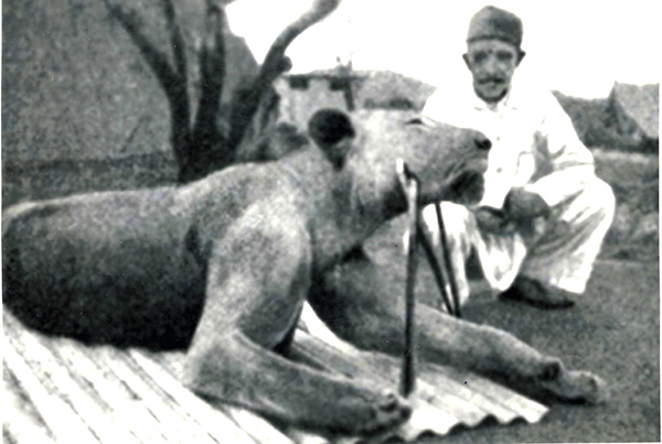 El segundo devorador de hombres de Tsavo, abatido el 29 de diciembre de 1898 en Trofeo caza y conservacion