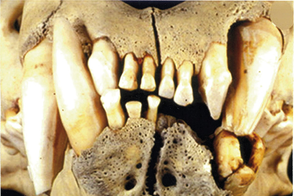 La dentadura de uno de los devoradores de hombres del Tsavo en Trofeo caza y conservacion