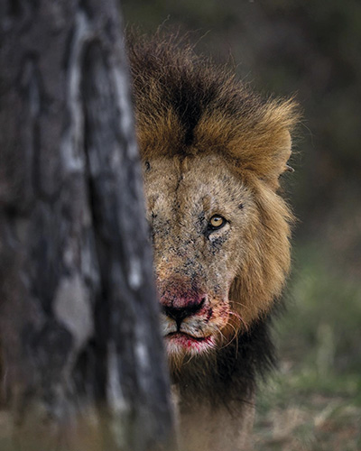 Leones africanos en Trofeo caza y conservacion