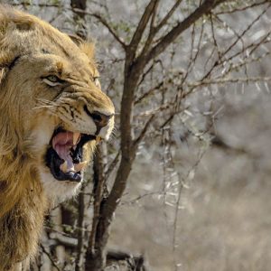 Leones de Nepal en Trofeo caza y conservacion