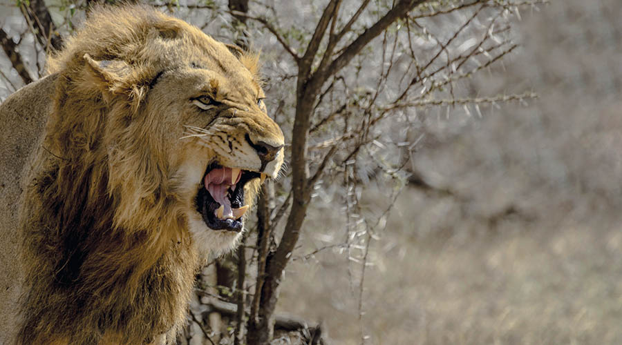 Leones de Nepal en Trofeo caza y conservacion