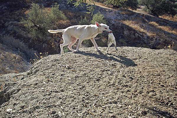 Podenco Triana portando la caza en Trofeo caza y conservacion