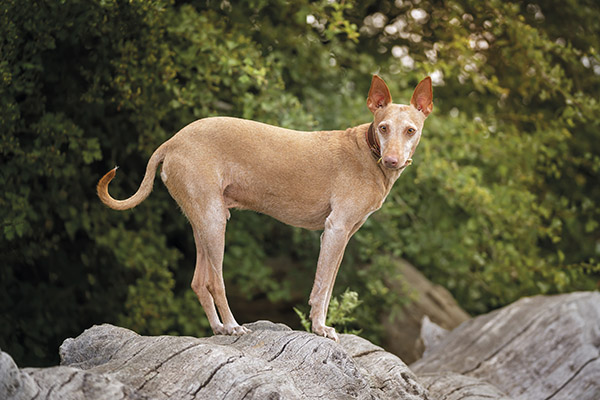 Podenco andaluz de caceria en Trofeo caza y conservacion