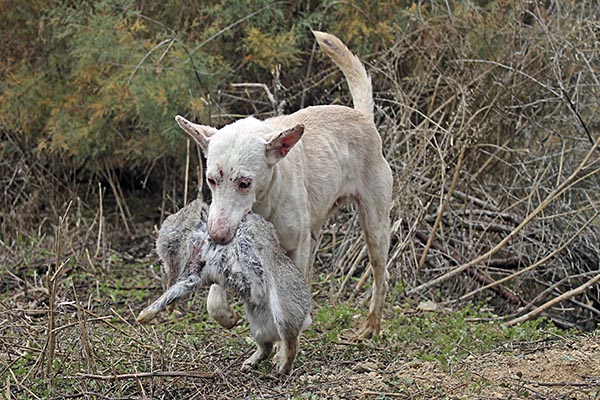 Podenco cobrando en Trofeo caza y conservacion