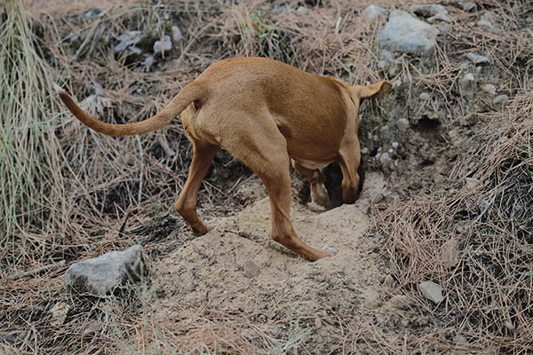 Podenco sacando de madriguera a los conejos en Trofeo caza y conservacion