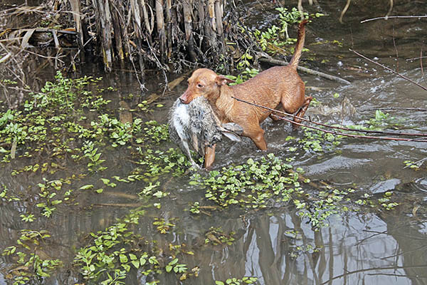 Podenco sacando la pieza del agua en Trofeo caza y conservacion