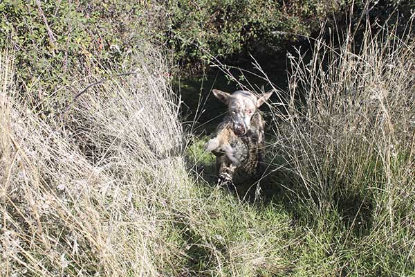 Podenco saliendo de zarza en Trofeo caza y conservacion