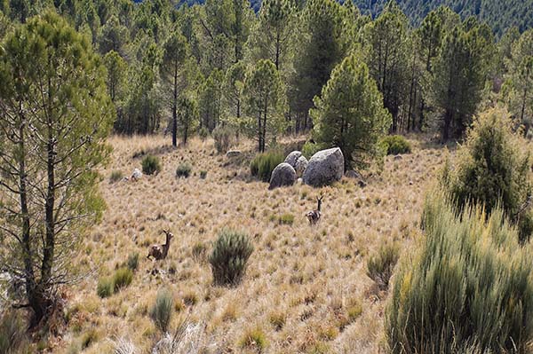 Un día de montería con Trofeo caza y conservacion