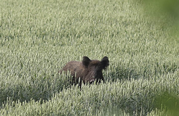 jabali escondido entre el campo de cereales en Trofeo caza y conservacion