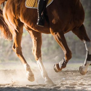 Caballo de Lolo de Juan en Trofeo caza y conservacion