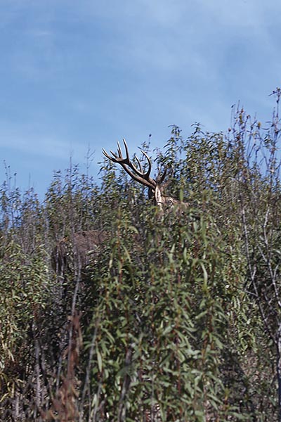 venado entre jaras en Trofeo caza y conservacion