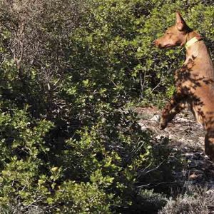 podenco andaluz en trofeo caza conservacion