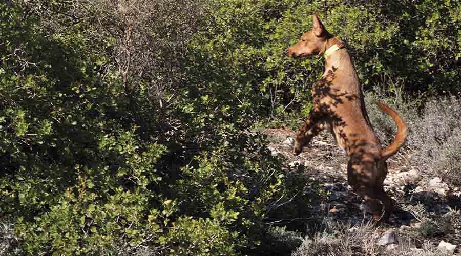 podenco andaluz en trofeo caza conservacion