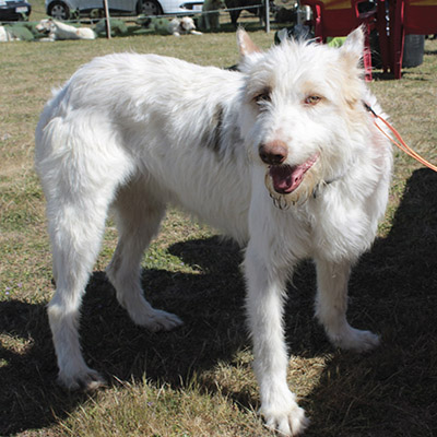 perro campanero en trofeo caza conservacion