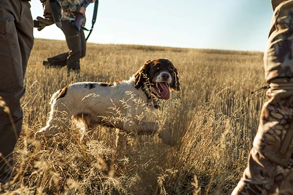 Perro de caza en revista trofeo caza y conservacion