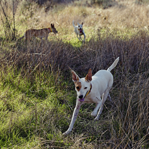 Perro de rehala en la revista de trofeo caza y conservación
