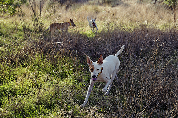 Perro de rehala en la revista de trofeo caza y conservación