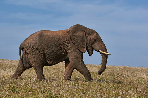 elefante andando en revista trofeo caza