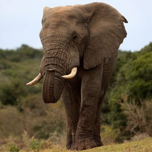 elefante en revista trofeo caza