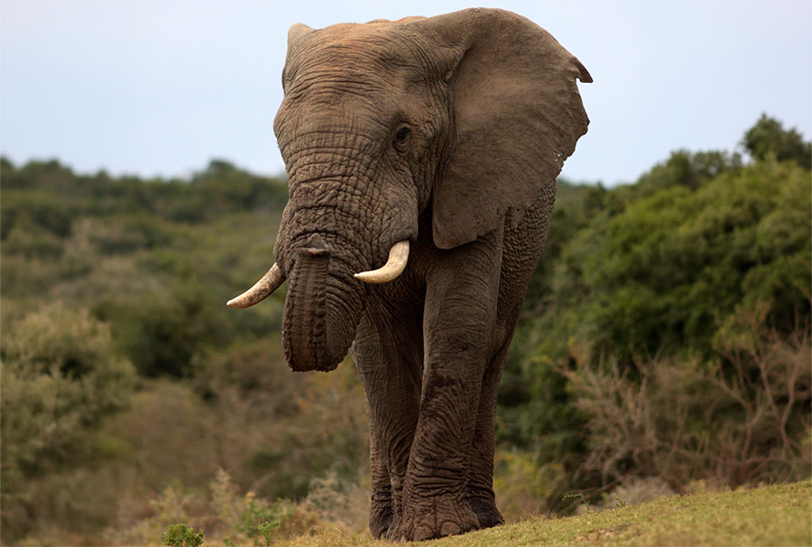 elefante en revista trofeo caza