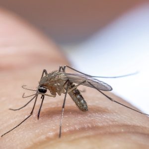 Mosquito en la revista trofeo caza