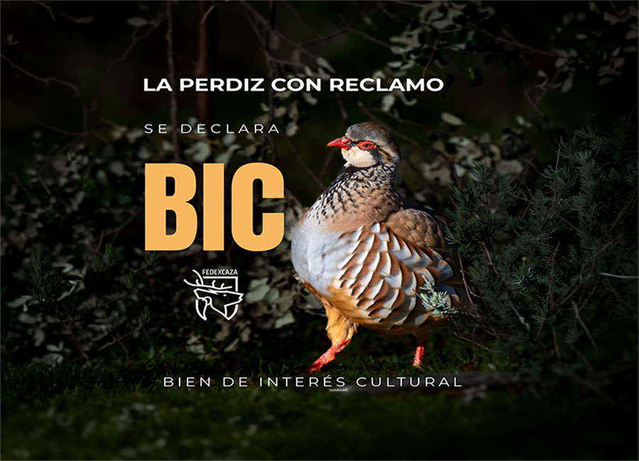 La caza de la perdiz con reclamo ya forma parte del Patrimonio Cultural Inmaterial de Extremadura. La Junta reconoce así el valor histórico, cultural y etnológico de una modalidad profundamente ligada al mundo rural y a las tradiciones cinegéticas, tras una iniciativa impulsada por FEDEXCAZA.