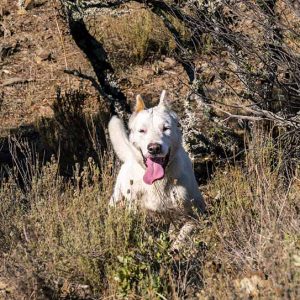 perro blanco en revista trofeo caza