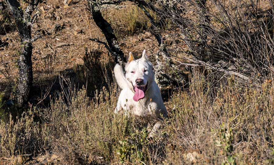 perro blanco en revista trofeo caza