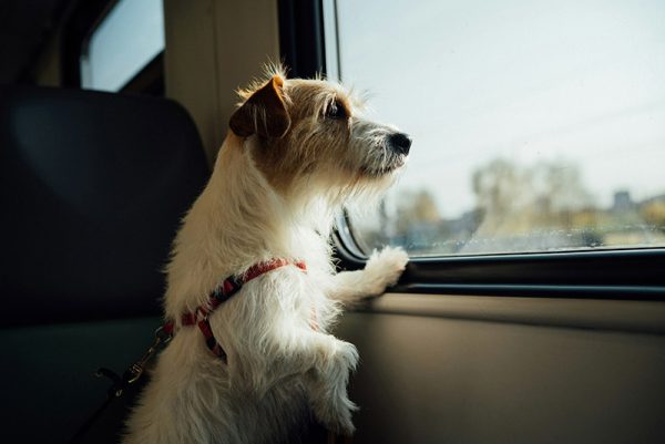 perro en la ventana en trofeo caza