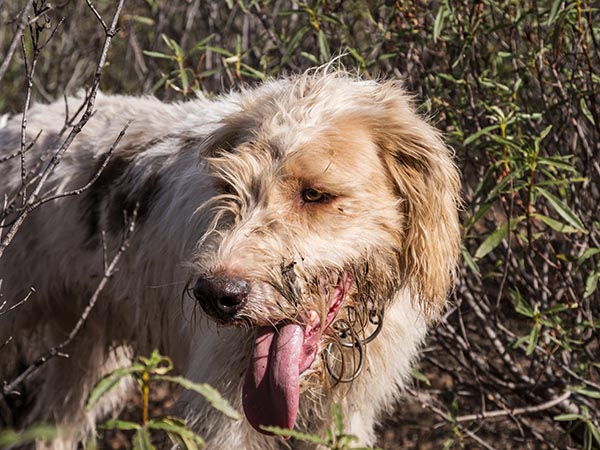 perro en monteria en revista trofeo caza
