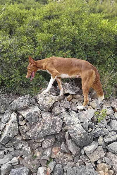 perro podenco en trofeo caza conservacion