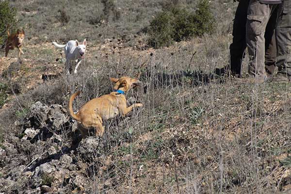 podenco andaluz en trofeo caza conservacion